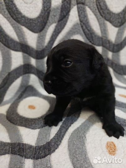 Щенки лабрадора