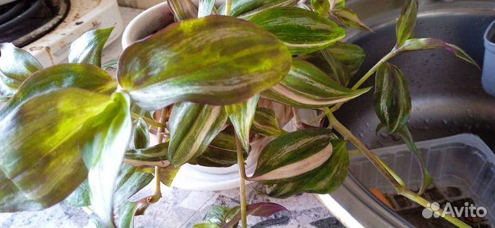 Традесканции полосатые, 3вида