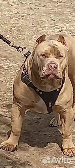 Американский булли xl вязка