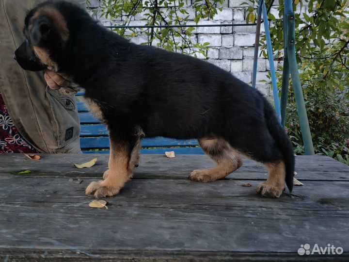 Продам щенков