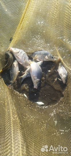 Карп навеска 500-1000