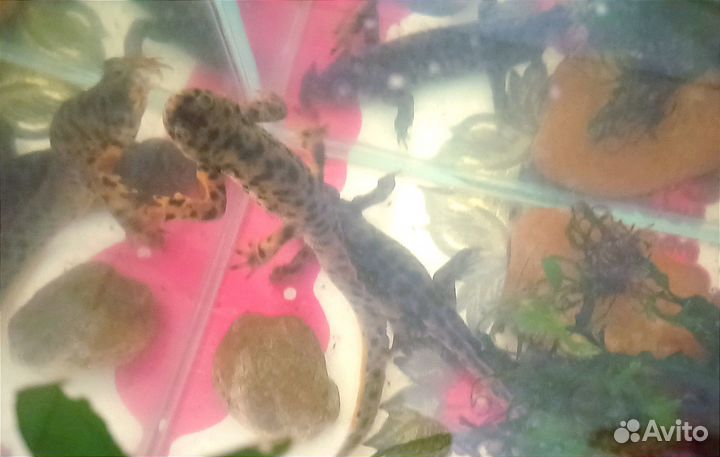 Испанский тритон