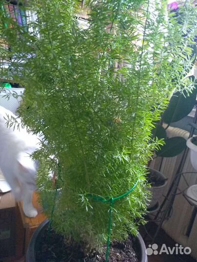 Драцена и другие