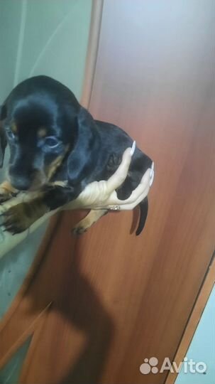 Карликовая такса щенки