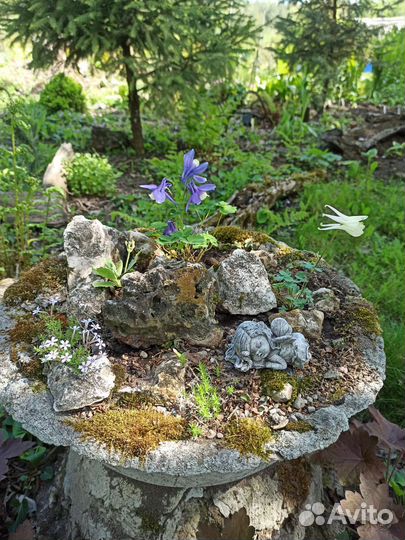 Цветы. Аквилегия миниатюрная (горочная)