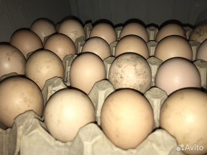 Инкубационное яйцо породы - 