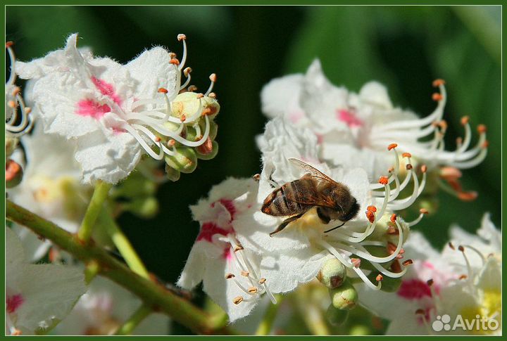 Свежий натуральный мёд Каштан и Белая Акация 2023