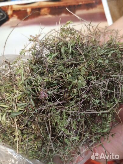 Чабрец (богородская трава, тимьян)