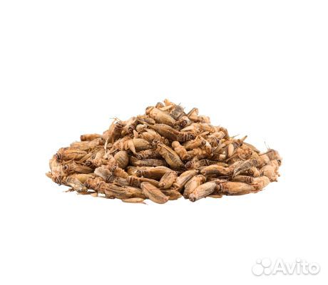 Сверчки, зофобас, мучник и пр.заморозка