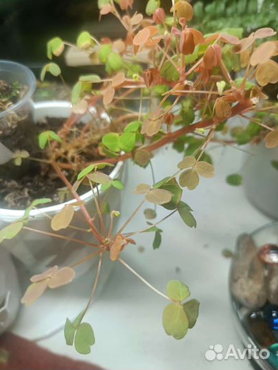 Кислица оксалис