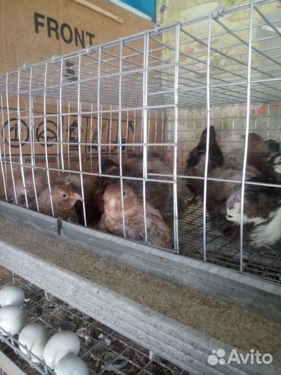 Перепела продажа