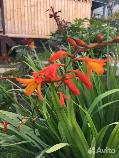 Монбреция японский гладиолус