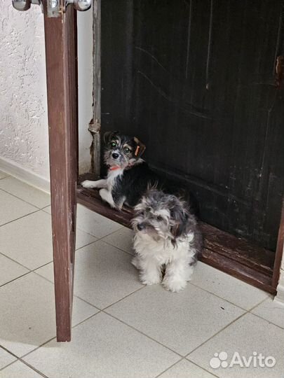 Молодые собачки мелкой породы