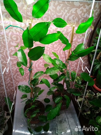 Фикус бенджамина