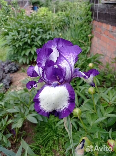 Ирис высокий бородатый