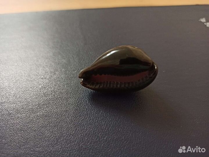 Морская раковина