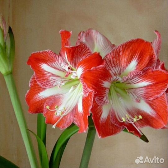 Цветок амариллис(Гиппеаструм)