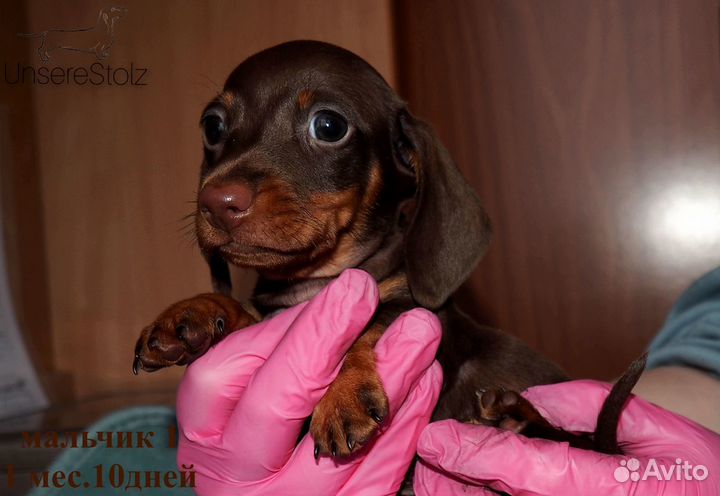 Щенок Таксы - шоколадная гладкошерстная Миниатюра