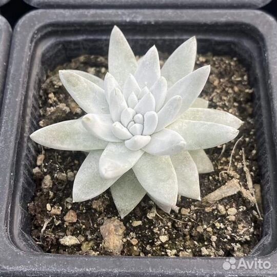 Совместная закупка редких суккулентов из Азии