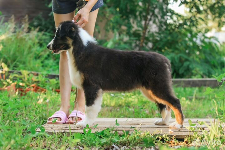 Аусси Австралийская овчарка