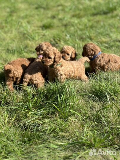 Щенки той пуделя