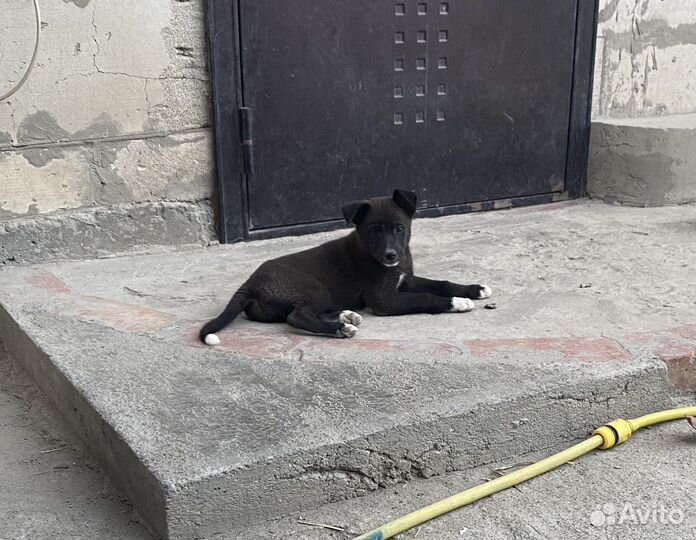 Щеночек в добрые руки