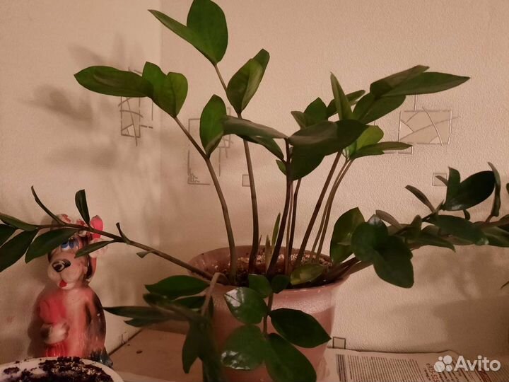 Долларовое дерево