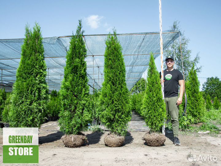 Туи смарагд 1м, брабант