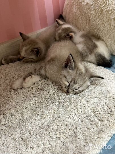 Кошка охос азулес