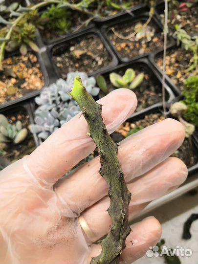 Суккуленты 6