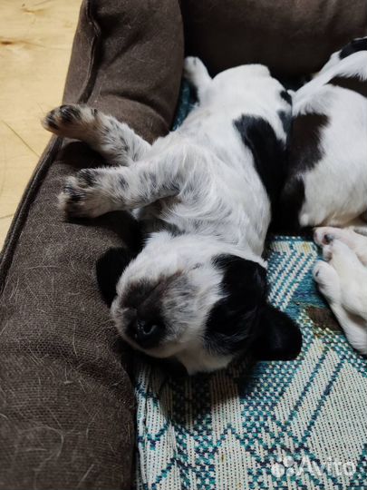 Щенки Русского охотничего спаниеля