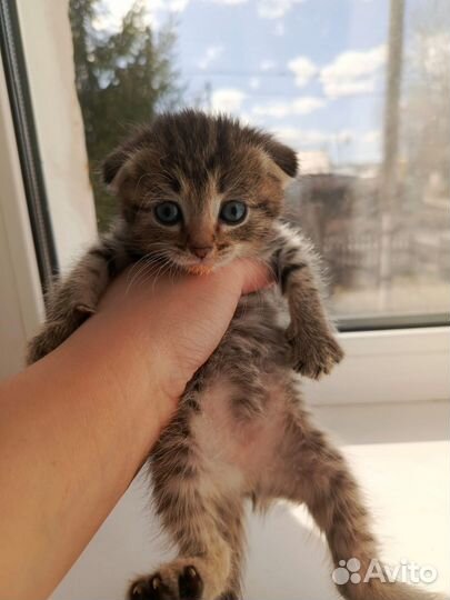 Шотландская