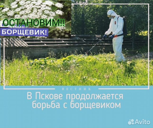 Обработка участка от борщевика, клещей,комаров