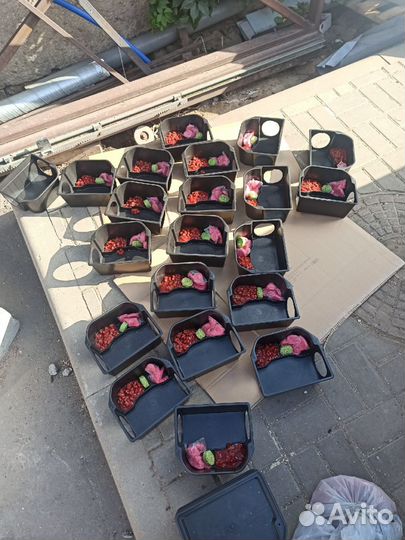 Уничтожение крыс, мышей. Дератизация