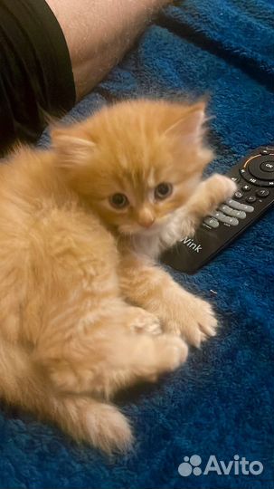 Простой котик(похож на мейкуна)