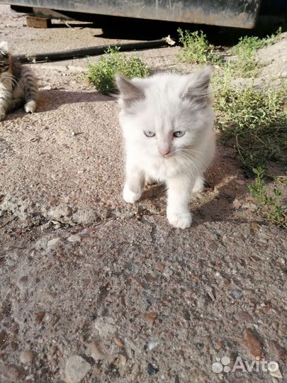 Котята в добрые руки бесплатно