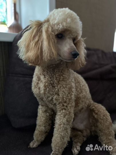 Вязка кобель пудель той