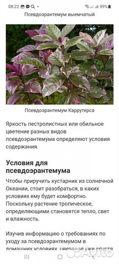 Псевдоэрантемум