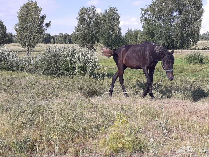 Орловский жеребчик, телочка, бык