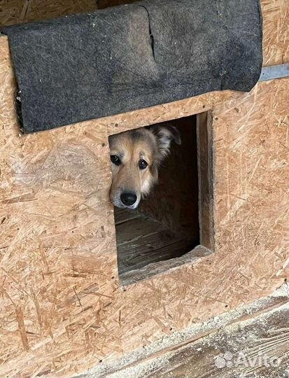 Милена, добрая собака ищет дом