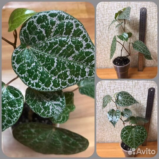 Филодендроны, сциндапсус