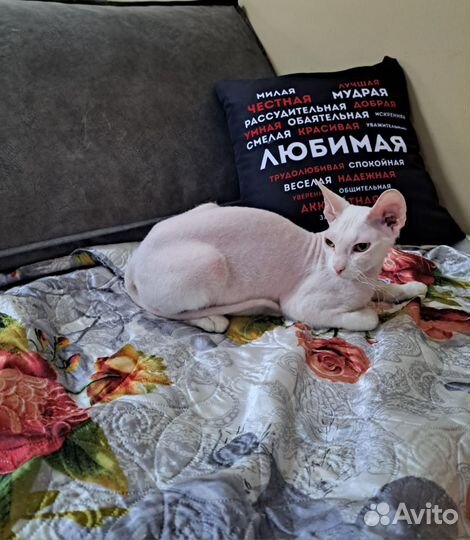 Эльфа в хорошие руки