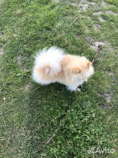 Шпиц(вязка)