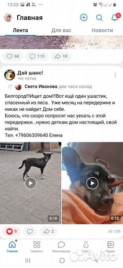 Маленькая собачка