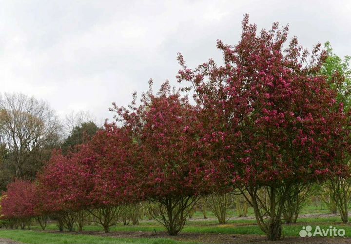 Яблоня Роялти