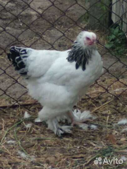 Петухи Брама - чистокровки