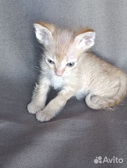 Донской сфинкс. Котенок. 1,5 мес