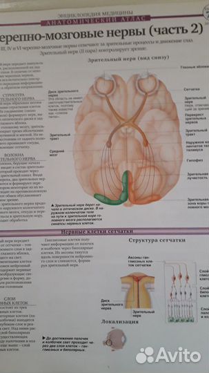 Тело человека Снаружи и внутри