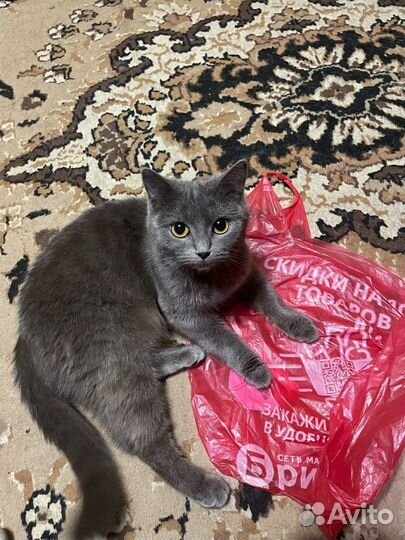 Кошка в добрые руки