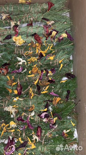 Скрутки из пихты